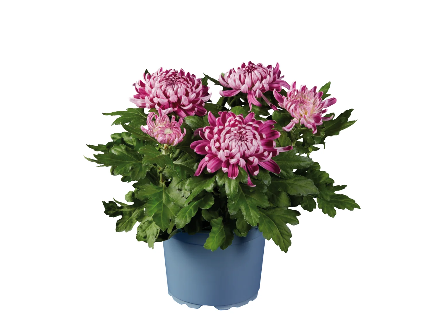 Gros Chrysanthème