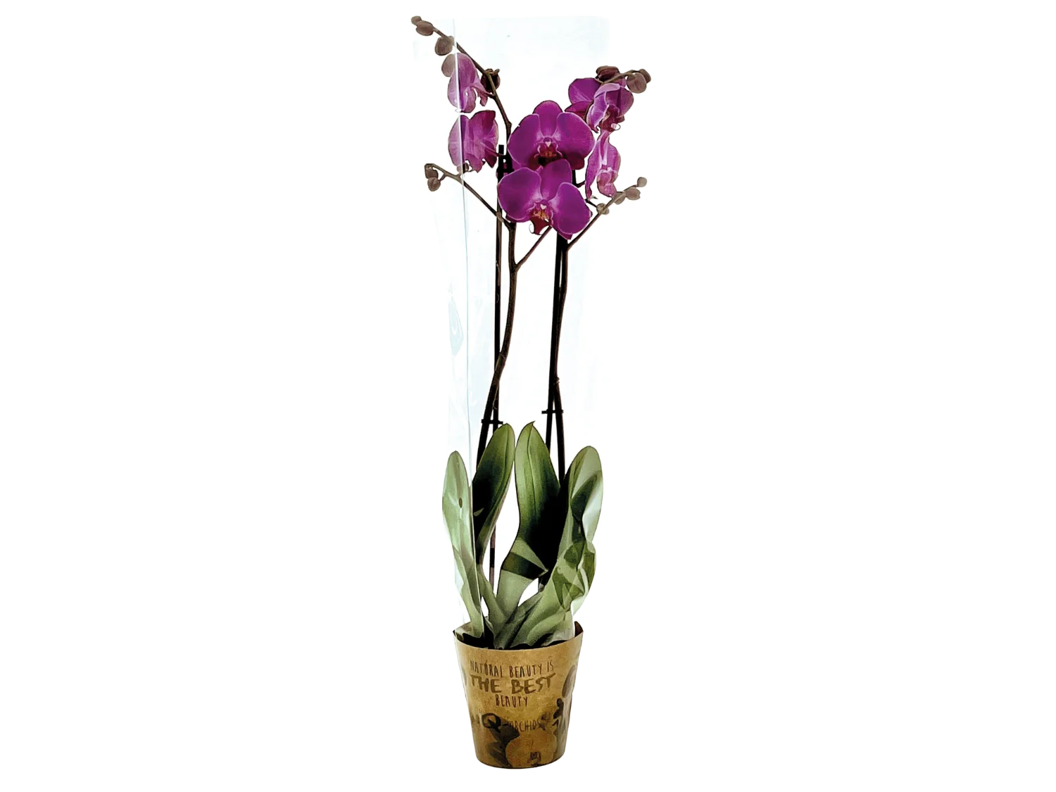 Orchidée