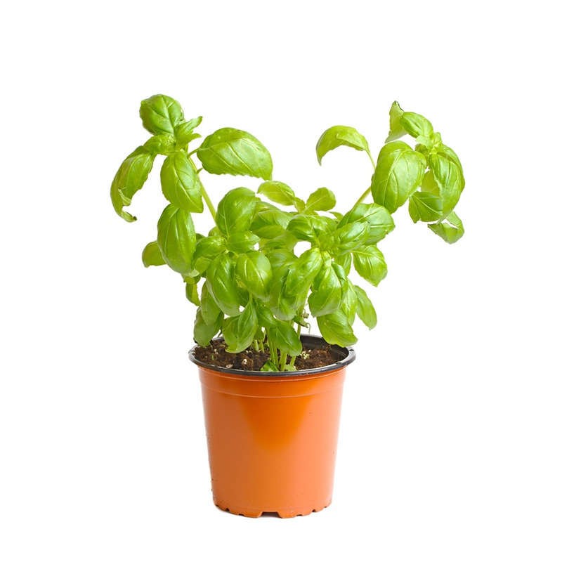 Pot de Basilic Bio XL