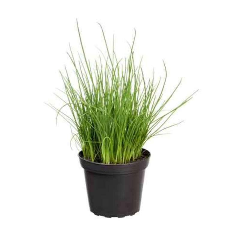 Ciboulette Bio En Pot