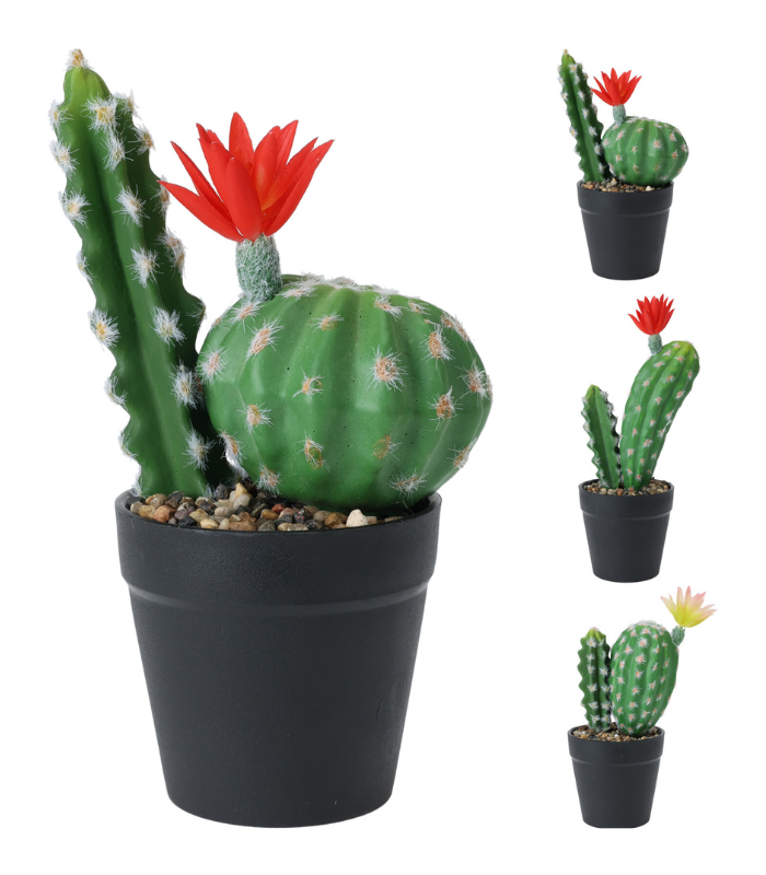 Cactus en pot 25cm 3 assorti