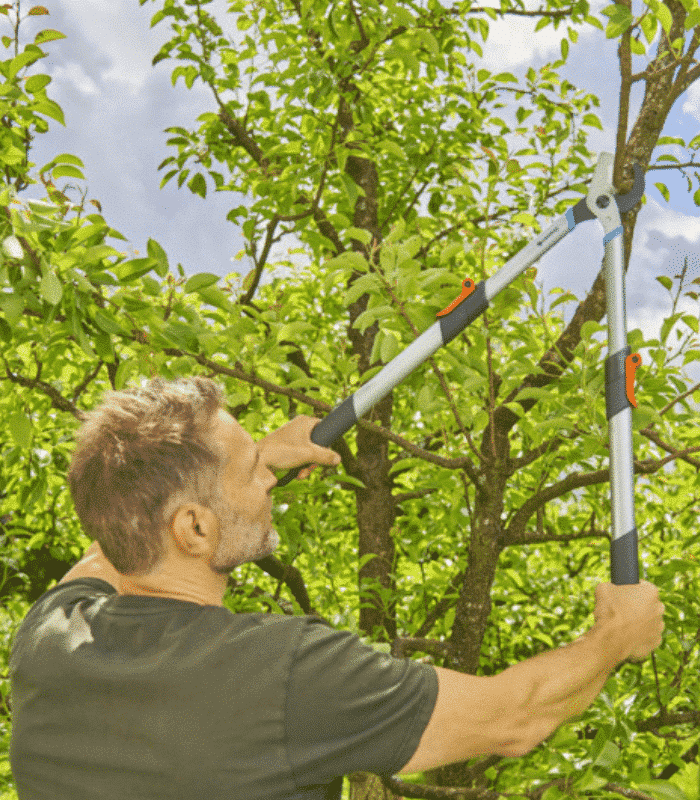 Coupe-Branches Telecut Basic 650-900Mm 45 Mm