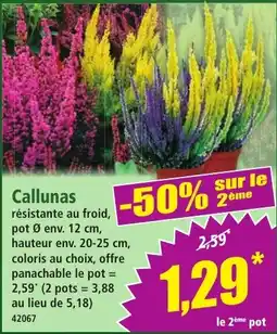 Callunas