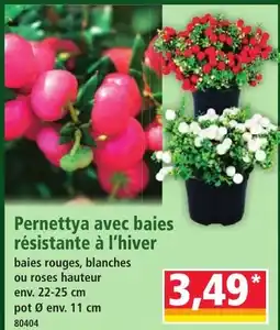 Pernettya
