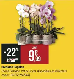 Orchidée Papillon