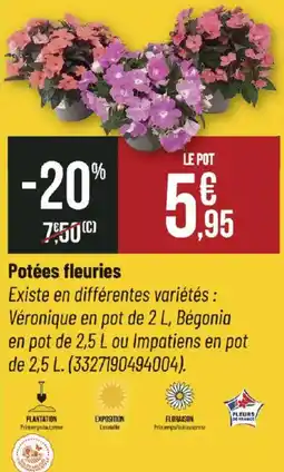 Potées fleuries