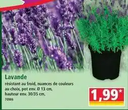 Lavande