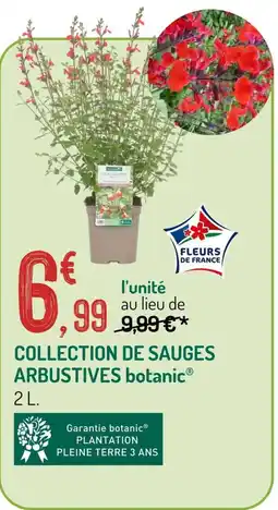 Collection de sauges arbustives