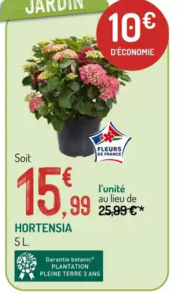 Hortensia