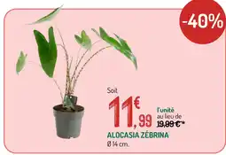 Alocasia zebrina