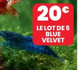 Le lot de 5 blue velvet
