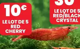 Le lot de 5 red cherry