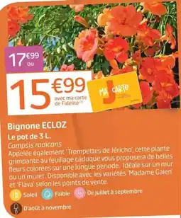 Bignone ECLOZ