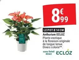 ECLOZ Anthurium