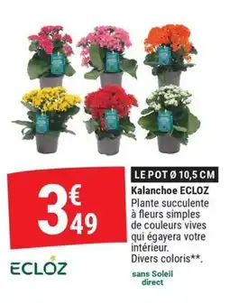 ECLOZ Kalanchoe