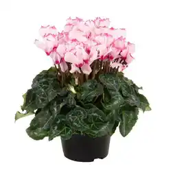 Ecloz mini-cyclamen ecloz