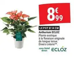 Ecloz - anthurium