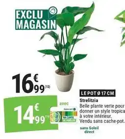 Strelitzia
