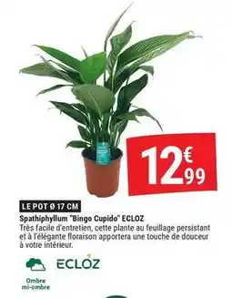 Ecloz - spathiphyllum bingo cupido