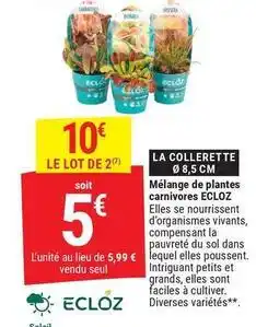 Ecloz - mélange de plantes carnivores