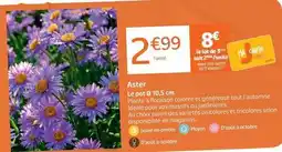 Aster