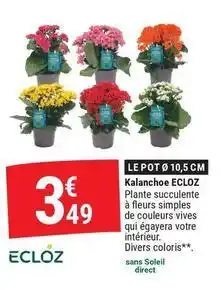 Ecloz - kalanchoe