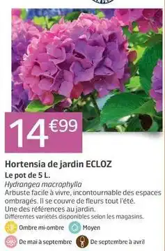 Facile - hortensia de jardin