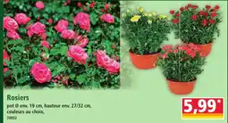 Rosiers