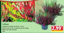Calluna
