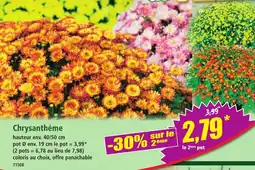 Chrysanthème