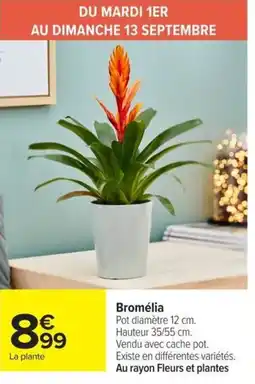 Bromélia