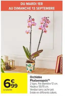 Orchidée Phalaenopsis