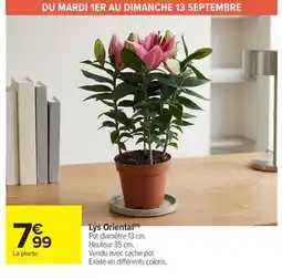 Lys Oriental