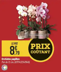 KOLIBRI Orchidée papillon