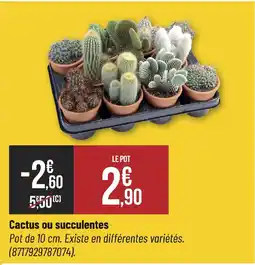 Cactus ou succulentes
