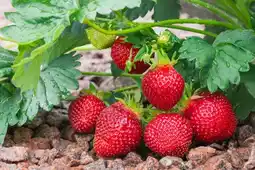 Fraisiers