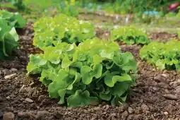 Salade d'automne