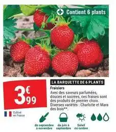 Fraisiers