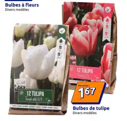 Bulbes de tulipe