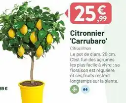 Facile - citronnier carubaro