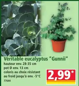 Véritable eucalyptus "Gunnii"