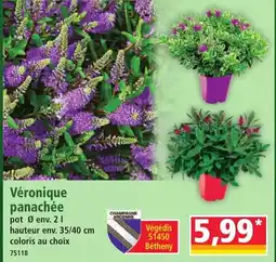 Véronique panachée
