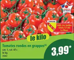 Tomates rondes en grappes