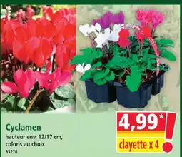 Cyclamen