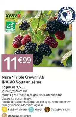 INVIVO Mûre "Triple Crown" AB