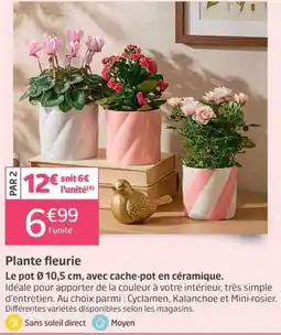Plante fleurie