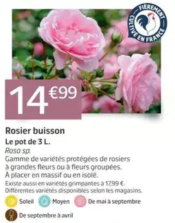 Rosier buisson