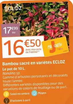 ECLOZ Bambou sacré