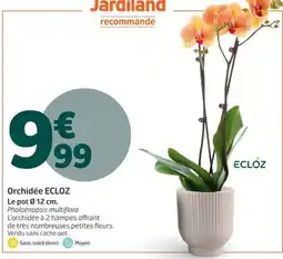 Ecloz orchidée