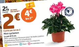 Mini-cyclamen